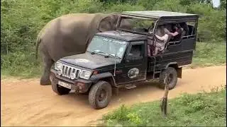 Elephant attack to a Safari Jeep at Yala National Park. 🐘🐘
