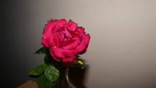 Vir&aacute;g  hervad&aacute;s time-lapse
