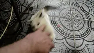 Umka is a wild animal./Умка-дикое животное.#cute #kitten #cat #animal #cutecat #котики #кошки #live