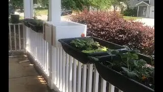 Growing Vegetables/Fruits In Containers | Container Garden Updates- Tommy Bites Carolina Homestead