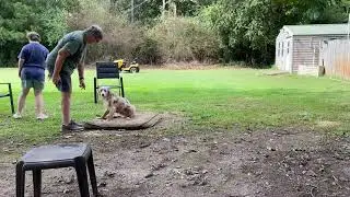 Merle - bonus meeting a stranger, place w/distraction + heel w/a stranger