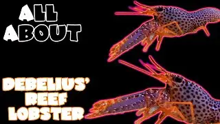 All About The Debelius' Reef Lobster or Purple/Orange Reef Lobster