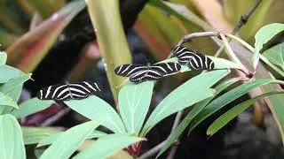 Butterfly Rainforest Moment: Zebra Longwing