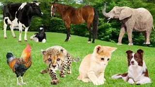 Amazing Animal Sounds: Chicken, Sheep, Cat, Panda, Dolphin, Buffalo, Rabbit, Peacock - Animal Sounds