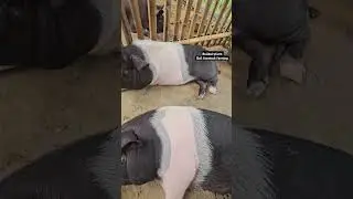 Pig Farming in Assam Darrang #bulidairyfarm#bulilivestockfarming #farming#agriculture#farm #BDF#BLSF
