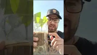 faire sa propre bouture de citronnier ou agrumes gratuitement
