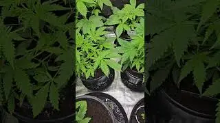 Let's Go! 4 weeks old!