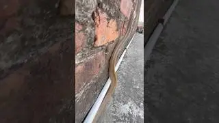 Mere Munne bhool Na Jana Tu Apna Farj Nibhana 😱​⁠@Panchal_Ji_Snake_Expert  #shorts