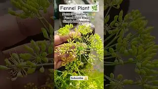 🌿 Fennel Plant Magic ✨ | Creativity of Nature You Must See 🍃| Gardening vlog 🌿 #Shorts