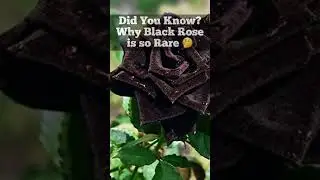 😱 Did You Know? Why Black Roses are Rare. 🤔😊 #shorts