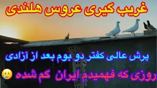 غریب گیری عروس هلندی/پرش عالی کفتر۲بوم قاطی با موشتوبا٫گم شدن ایران٫نشستن مرغ مینا/قوانین جذب٫مشهد