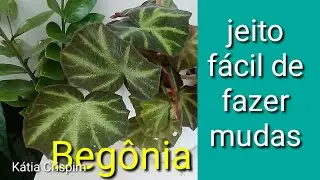Begônia Jeito fácil de fazer mudas, através das folhas.