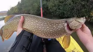 Fishing a River Filled with TONS of PIKE (Day 2)