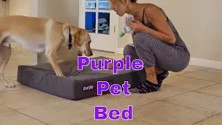 Purple Pet Bed Review(4 Month update)