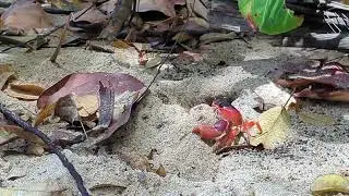 Blackback crab