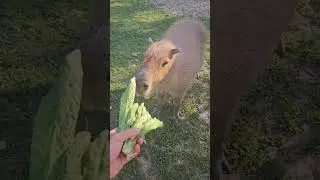 Enormous Capybara Feeding Time