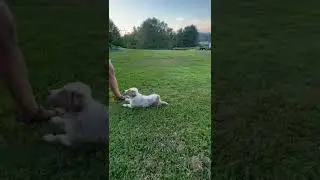 10 week old Australian Shepherd ￼puppy practicing obedience commands.