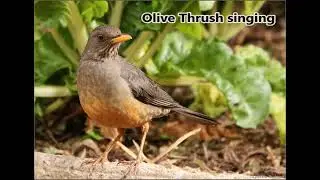 Olive Thrush singing