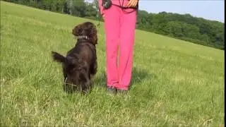Amazing dog tricks by German Spaniel Cita - 20 months