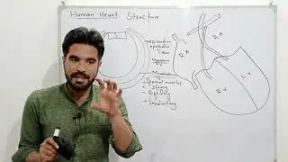 Human Heart Structure and Function | Biology Class 11