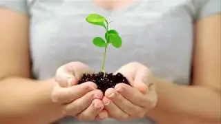 RNeasy Plant Mini Kit  Purify total RNA from plants and fungi