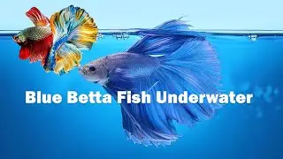 Do do under Water 🌊 fish 🐟#fish #shortvideo #shortsfeed #fyp #foryou