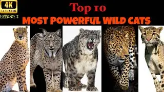 Top 10 Most Powerful Wild Cats Episode 2