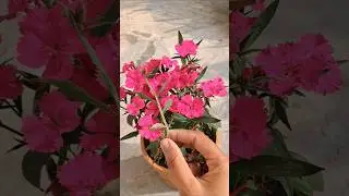 Winter garden ka sabse pyara flower Dianthus 🌼 #garden #flowers #trending #shorts #ytshorts #viral