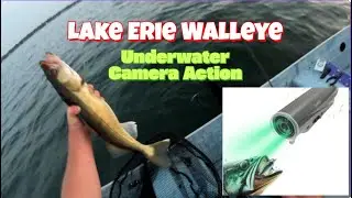 Lake Erie Walleye Fishing with Underwater Camera Too