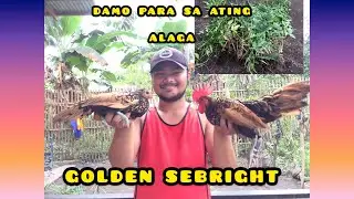 GOLDEN SEBRIGHT BANTAM |   FANCY CHICKEN
