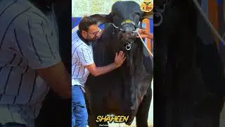 Sirfff ek Wordd &ldquo;*سبحان اللّٰہ*&rdquo; 👌🏼  JANGO SIZE ; BLACK BULL Al Wasay Cattle Farm #viral  short