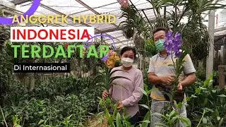 Anggrek Breeder dan Varitas Baru Anggrek Hybrid Indonesia