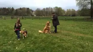 Kwispelen op commando