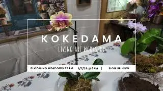 Kokedama Moss Ball - Standard Garden Workshop