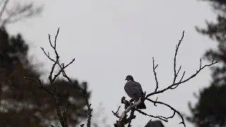 Putnu balsis: Lauku balodis / Common wood pigeon song (Columba palumbus)