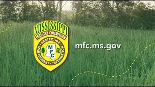 Cogongrass - One of the Top 10 Worst Weeds in the World