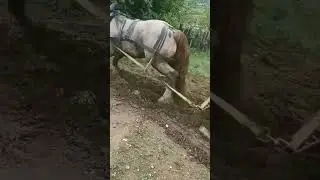 Horse Power: Effortlessly Pulling Heavy Loads! 🐎💪 #horse #horsepower #shorts