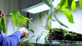 Leaf cheating and remembering what's important 25/4/25  Hangover 90