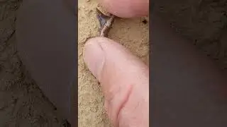 97 million year old shark teeth in Texas