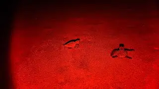 Loggerhead Turtle hatchlings! 🐢🐢🐢🐢🐢