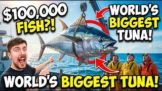Luxurious Sashimi in Japan | 500kg Giant Bluefin Tuna Cutting Show & Otoro | 豪華刺身・500kg巨大マグロ解体ショー