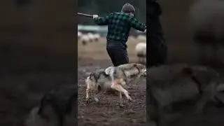 Farmer Fights Off Wolf to Save His Sheep 🐺😱 Epic Battle at Dawn #farmerslife #wildlife #sheep