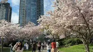 For anyone who missed the Cherry Blossom season in Vancouver. #vancouver #canada #spring #vibes