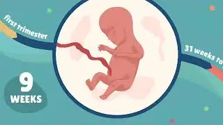 13 week of pregnancy #pregnancy ka 13 wa week 