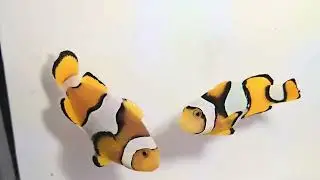 Onyx Percula Clownfish WYSIWYG Captive-bred Pair at Pacific East Aquaculture 