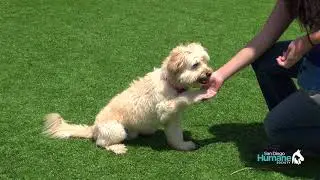 San Diego Humane Society Expands Services to Six New Cities