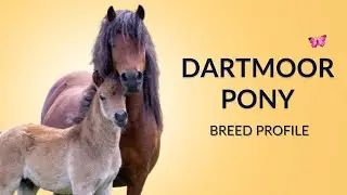 Dartmoor Pony Horse Breed Profile History - Price - Characteristics - Training - Grooming