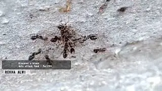 Si hitam berulah lagi - discover a black ants attack food | Part7KS