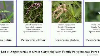 List of Angiosperms of Order Caryophyllales Family Polygonaceae Part 4 persicaria polygonum pink