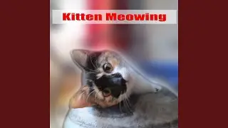 Cat Kitten Meowing Loop Gato Maulla Chat Miaule Katze